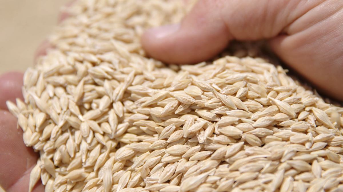 Freshly harvested barley held in cupped hands