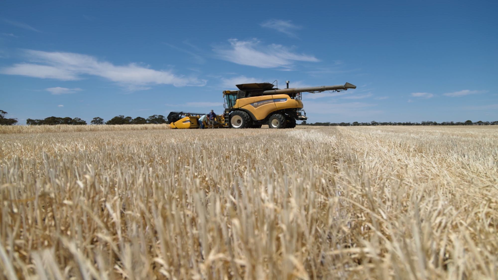 A header harvesting a ripe wheat crop in South Australia